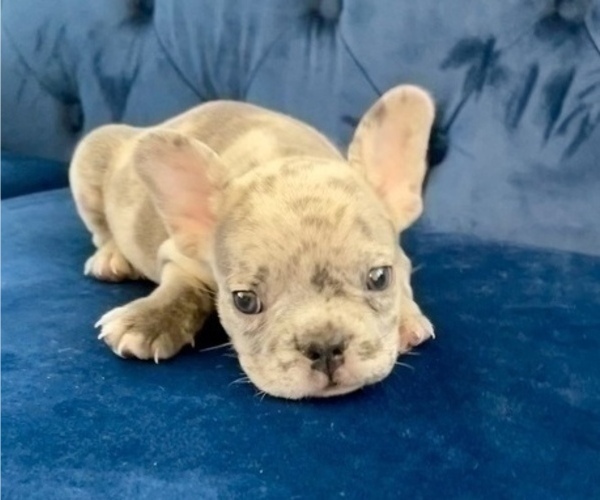 Medium Photo #71 French Bulldog Puppy For Sale in KANSAS CITY, MO, USA