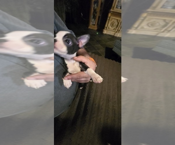 Medium Photo #7 Boston Terrier Puppy For Sale in MITCHELL, IN, USA