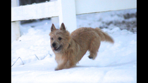 Cairn Terrier Puppy for sale in CLATSKANIE, OR, USA