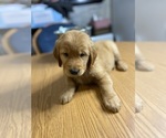 Small Photo #28 Golden Retriever Puppy For Sale in BRANDON, FL, USA