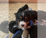 Small Photo #6 Bernese Mountain Dog Puppy For Sale in FRANKTOWN, CO, USA