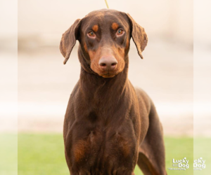Doberman Pinscher-Unknown Mix Dogs for adoption in Washington, DC, USA
