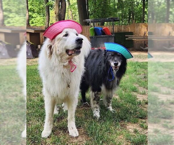 Medium Photo #2 Great Pyrenees Puppy For Sale in Holland, MI, USA