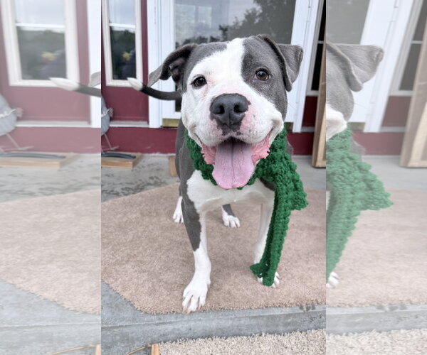 Medium Photo #9 Mutt Puppy For Sale in Clarkston, MI, USA