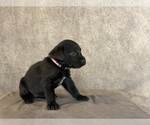Small #5 Labrador Retriever