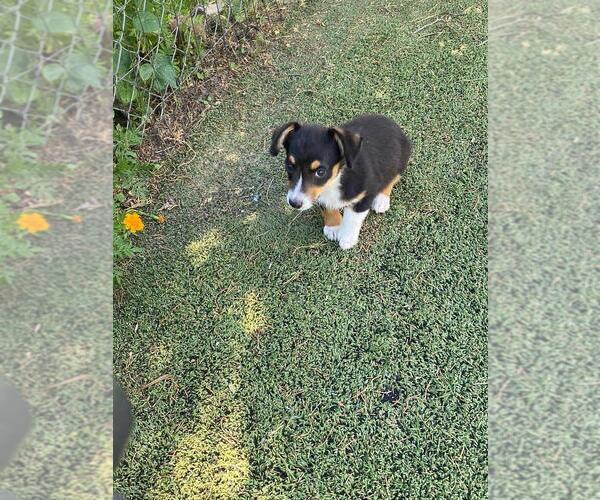 Medium Photo #2 Aussie-Corgi Puppy For Sale in BRIGGSDALE, CO, USA