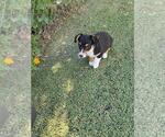 Small #1 Aussie-Corgi