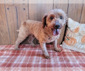 Father of the Poodle (Toy) puppies born on 10/11/2026