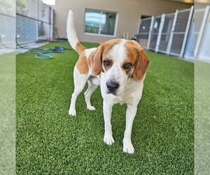 Beagle-English Foxhound Mix Dogs for adoption in Baytown, TX, USA