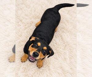Labrottie Dogs for adoption in Rockwall, TX, USA
