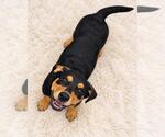 Rose - Female Labrottie Dog for Adoption - Small photo