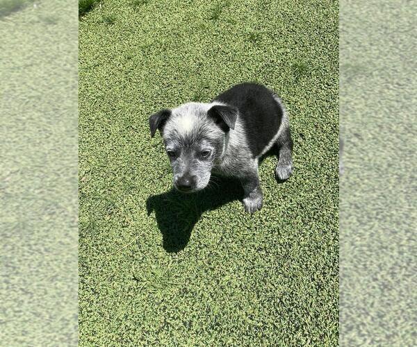 Medium Photo #3 Australian Cattle Dog Puppy For Sale in BRIGGSDALE, CO, USA