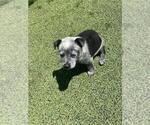 Small #2 Australian Cattle Dog