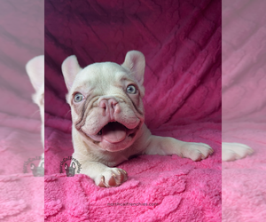 French Bulldog Puppy for sale in SACRAMENTO, CA, USA