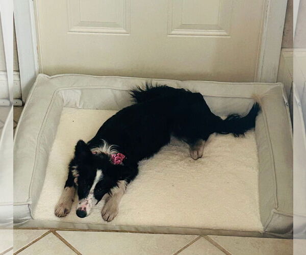 Medium Photo #2 Border Collie-Unknown Mix Puppy For Sale in Winter Park, CO, USA