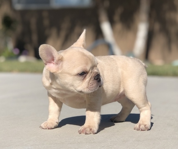 Medium Photo #5 French Bulldog Puppy For Sale in BLOOMINGTON, CA, USA