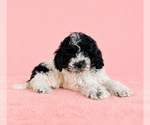 Small #3 Cavapoo (Standard)