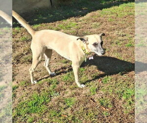 SANDY - Female Mutt Dog for Adoption - Photo #4