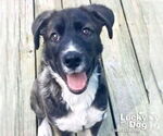 Small Labrador Retriever Mix