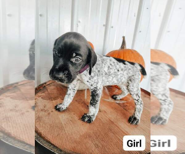 Medium Photo #8 German Shorthaired Pointer Puppy For Sale in NORWAY, SC, USA