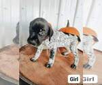 Small Photo #8 German Shorthaired Pointer Puppy For Sale in NORWAY, SC, USA