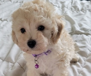 Poodle (Toy) Puppy for Sale in CHINO VALLEY, Arizona USA