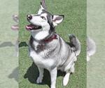Small #3 Alaskan Malamute-Huskies  Mix