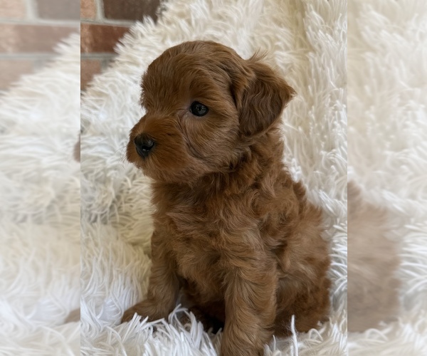 Medium Photo #4 Yorkipoo Puppy For Sale in MOCKSVILLE, NC, USA