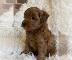 Small #3 Yorkipoo