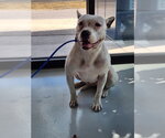 Small Mutt