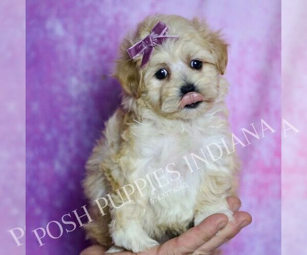 Medium Photo #1 Maltipoo (Miniature) Puppy For Sale in WARSAW, IN, USA