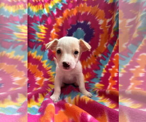 Mutt Dogs for adoption in Pacolet, SC, USA