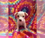Small Mutt