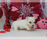 Small Photo #11 Maltese Puppy For Sale in CHANUTE, KS, USA