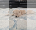 Puppy Puppy 4 Scottish Terrier