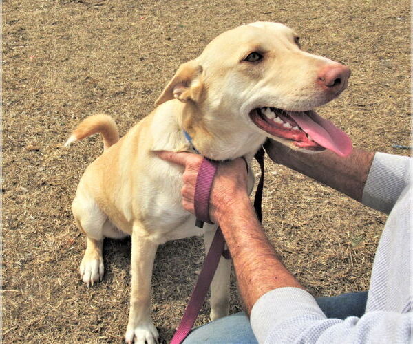 Medium Photo #4 Catahoula Leopard Dog-Siberian Husky Mix Puppy For Sale in Godley, TX, USA
