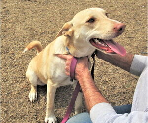 Johnny - Male Catahoula Leopard Dog-Siberian Husky Mix Dog for Adoption - Photo #4