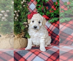 Pookimo Puppy for sale in CHRISTIANA, PA, USA
