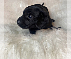 Dachshund Puppy for sale in LOCUST GROVE, GA, USA