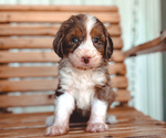 Puppy Mercy Bernedoodle