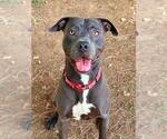 Small Photo #2 Mutt Puppy For Sale in Sacramento, CA, USA