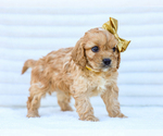 Small #1 Cavapoo (Miniature)