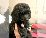 Small Photo #3 Poodle (Miniature) Puppy For Sale in ZEBULON, GA, USA