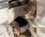 Image preview for Ad Listing. Nickname: Litter of 3