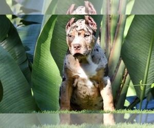 American Bully Puppy for sale in DE LEON SPRINGS, FL, USA