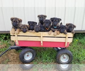 German Shepherd Dog Puppy for Sale in BROOKFIELD, Missouri USA