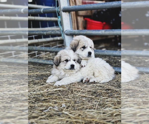 Medium Photo #4 Great Pyrenees Puppy For Sale in VERONA, VA, USA