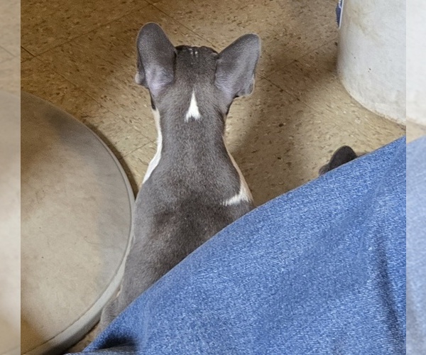 Medium Photo #5 Faux Frenchbo Bulldog Puppy For Sale in ROSCOMMON, MI, USA