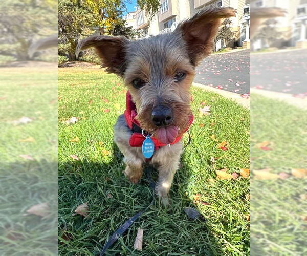 Medium Photo #7 Maltese-Unknown Mix Puppy For Sale in St. Louis Park, MN, USA