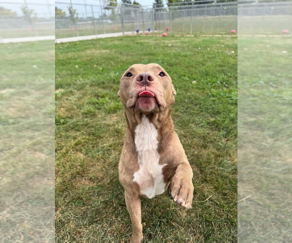 Medium Photo #4 American Staffordshire Terrier-Unknown Mix Puppy For Sale in Pierceton , IN, USA